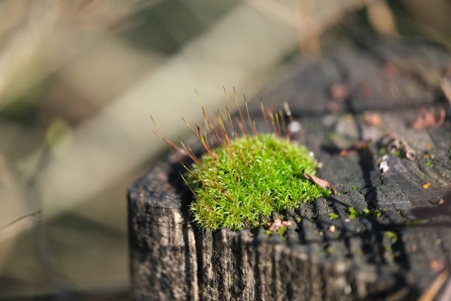 moss on a fencepost