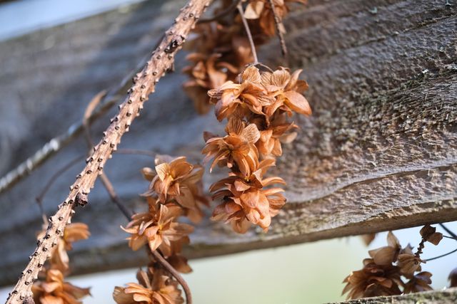 dry overwintered hops hanging from a vine