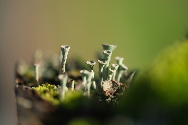 close up on trumpet shaped lichen