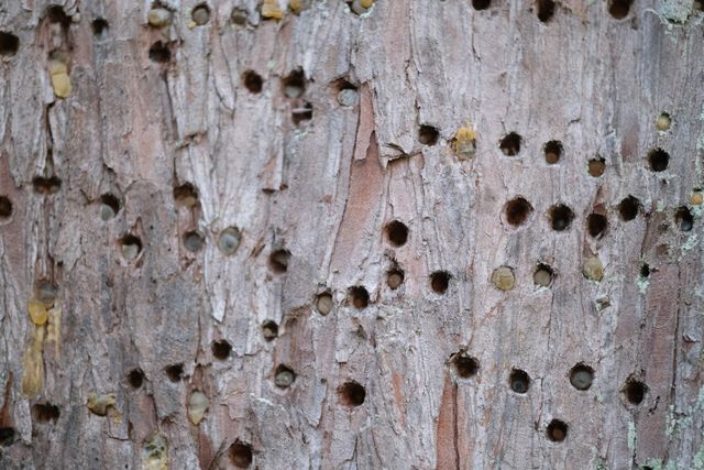 rows of sapsucker holes in a tree trunk