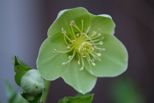 a pale green hellebore flower