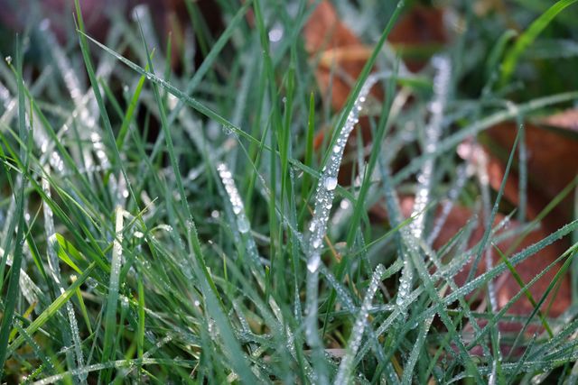 water droplets on grass